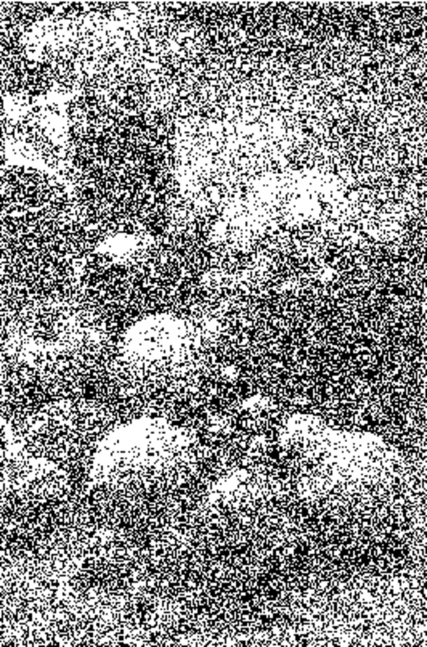 White noise.